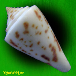 Alternative view of Conus tostesi Petuch, 1986