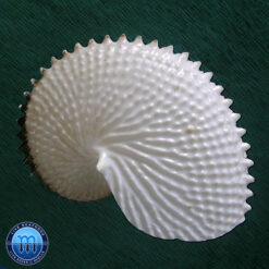 Argonauta nodosa Lightfoot,1786