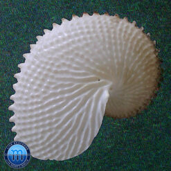 Argonauta nodosa Lightfoot,1786 - Imagem 2