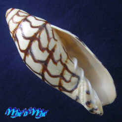 Volutoconus bednalli (Brazier, 1878)