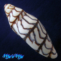 Volutoconus bednalli (Brazier, 1878) - Imagem 3