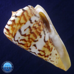 Conus centurio Born, 1778