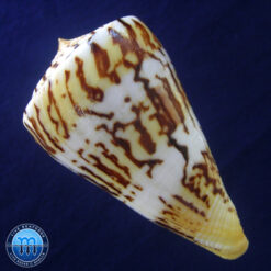 Conus centurio Born, 1778 - Imagem 2