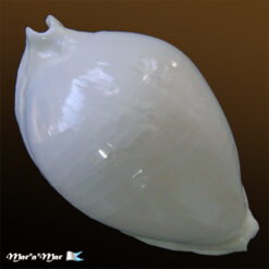 Cypraea (Zoila) marginata albanyensis Raybaudi, 1985