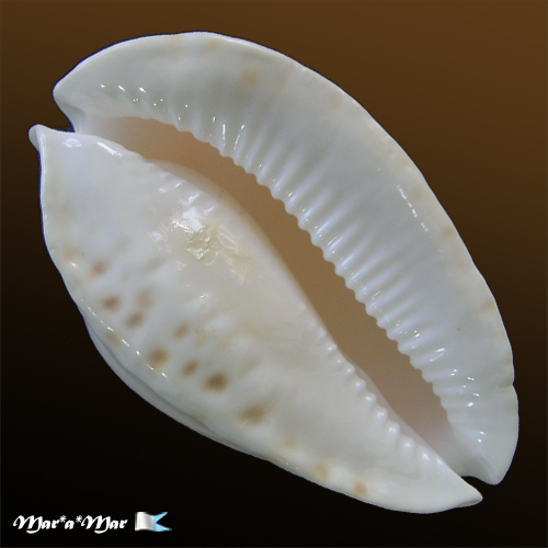 Cypraea (Zoila) marginata albanyensis Raybaudi, 1985 - Imagem 2