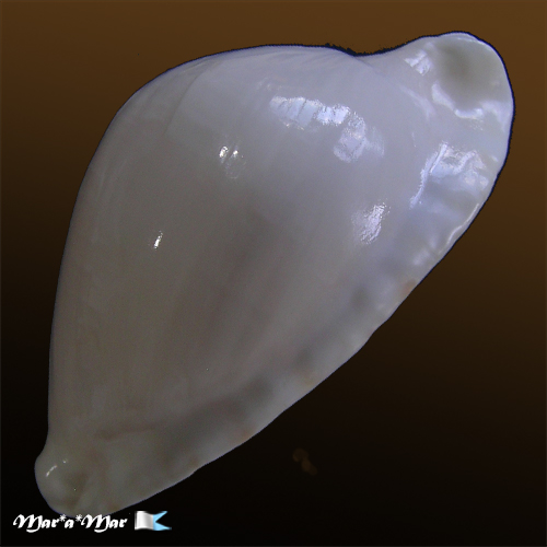 Cypraea (Zoila) marginata albanyensis Raybaudi, 1985 - Imagem 3
