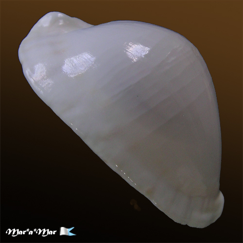 Cypraea (Zoila) marginata albanyensis Raybaudi, 1985 - Imagem 4