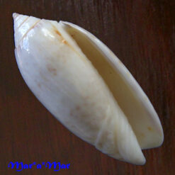 Oliva fulgurator (Roding, 1798)