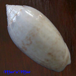 Alternative view of Oliva fulgurator (Roding, 1798)