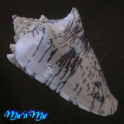 Voluta ebraea Linnaeus, 1758 - Imagem 3