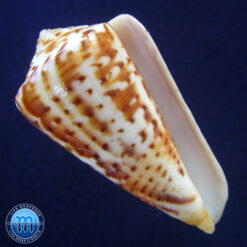 Conus clenchi Martens, 1943