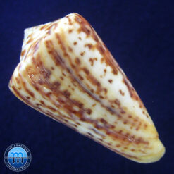 Alternative view of Conus clenchi Martens, 1943