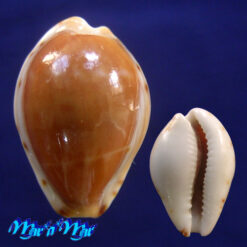 Cypraea androyensis consanguinea Bloch & Lorenz, 1999