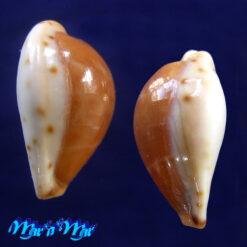 Alternative view of Cypraea androyensis consanguinea Bloch & Lorenz, 1999