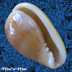 Alternative view of Bullata largillierti (Kiener, 1834)