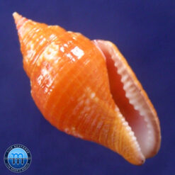 Columbella costa Simone, 2007