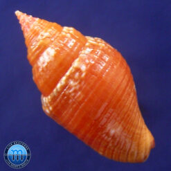 Alternative view of Columbella costa Simone, 2007