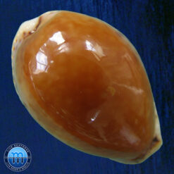 Cypraea acicularis marcuscoltroi (Petuch, 2015)