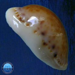 Cypraea acicularis marcuscoltroi (Petuch, 2015) - Image 2