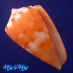 Conus mauricioi Coltro, 2004