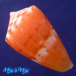 Alternative view of Conus mauricioi Coltro, 2004