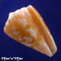 Conus neobrasiliensis (A. Monteiro, Crabos & D. Monteiro, 2025)