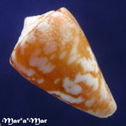 Alternative view of Conus neobrasiliensis (A. Monteiro, Crabos & D. Monteiro, 2025)
