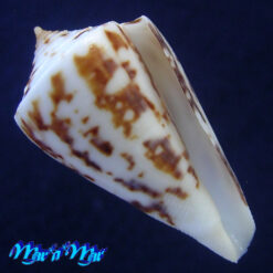 Conus clerii Reeve, 1844