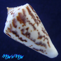 Alternative view of Conus clerii Reeve, 1844