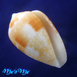 Conus selenae Van Mol & T. K., 1967