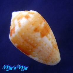 Alternative view of Conus selenae Van Mol & T. K., 1967
