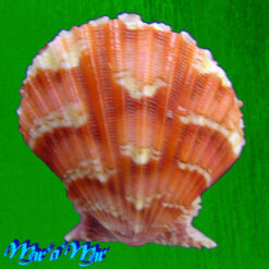 Argopecten noronhensis (E. A. Smith, 1885)