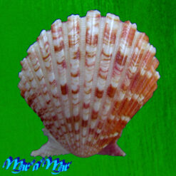 Argopecten noronhensis (E. A. Smith, 1885) - Image 2