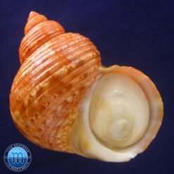 Turbo canaliculatus Hermann, 1781
