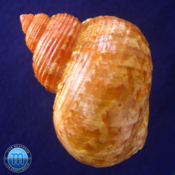 Turbo canaliculatus Hermann, 1781 - Imagem 2