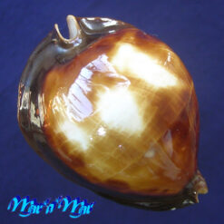 Cypraea (Zoila) rosselli latistoma Lorenz, 2002