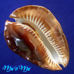 Cypraea (Zoila) rosselli latistoma Lorenz, 2002 - Imagem 2