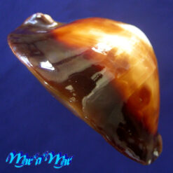 Cypraea (Zoila) rosselli latistoma Lorenz, 2002 - Imagem 3