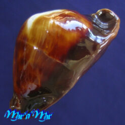 Cypraea (Zoila) rosselli latistoma Lorenz, 2002 - Imagem 4
