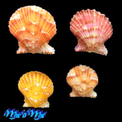 Argopecten noronhensis (E. A. Smith, 1885)