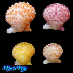Argopecten noronhensis (E. A. Smith, 1885) - Image 2