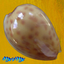 Persicula persicula (Linnaeus, 1758)