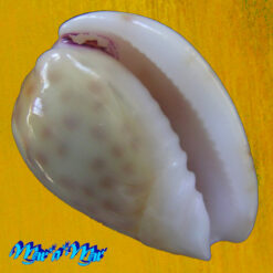 Persicula persicula (Linnaeus, 1758) - Imagem 3