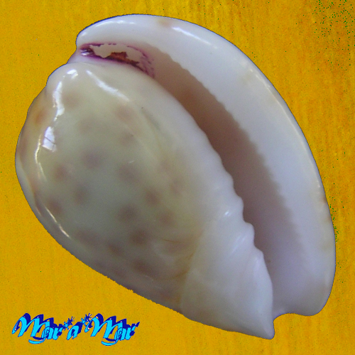 Persicula persicula (Linnaeus, 1758) - Imagem 3