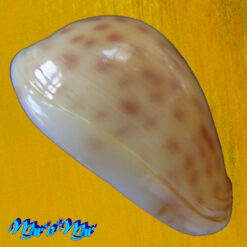 Alternative view of Persicula persicula (Linnaeus, 1758)