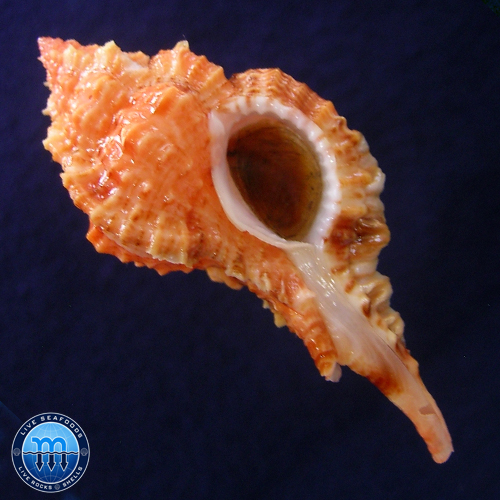 Siratus coltrorum E. Vokes, 1991