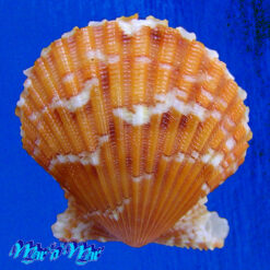Argopecten noronhensis (E. A. Smith, 1885)