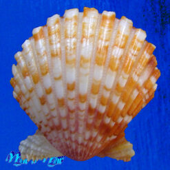 Argopecten noronhensis (E. A. Smith, 1885) - Image 2