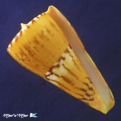 Conus riosi Petuch, 1986
