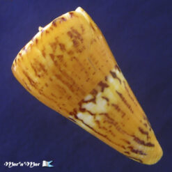 Conus riosi Petuch, 1986 - Imagem 4